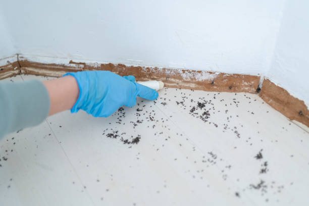 Wasp Removal Services in Web, AL