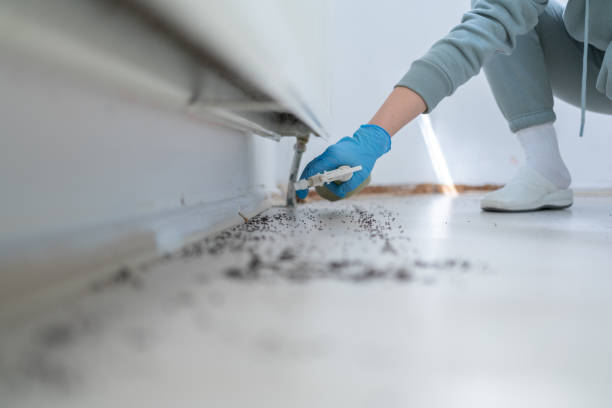 Flea Control Services in Web, AL